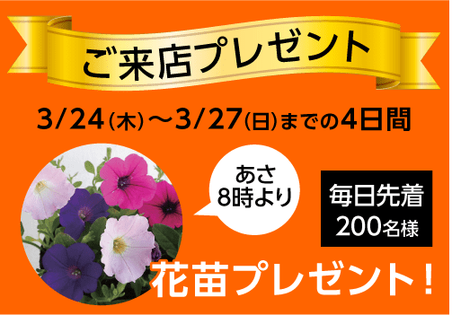 ご来店いただいた方に「花苗」をプレゼント！